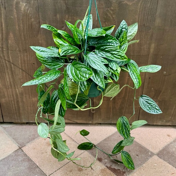 観葉植物：モンステラ ジェイドシャトルコック*7号 吊り鉢 | 観葉植物