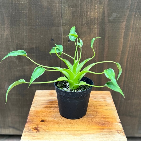 観葉植物：アロカシア タイニーダンサー*3.5号 プラポット Alocasia