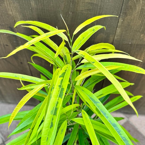 観葉植物：フィカス アムステルダム ゴールド*6号プラポット | 観葉