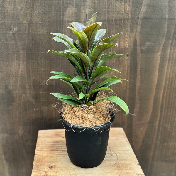 観葉植物 品種選べます：コルジリネ 4号*プラポット ココヤシ飾り