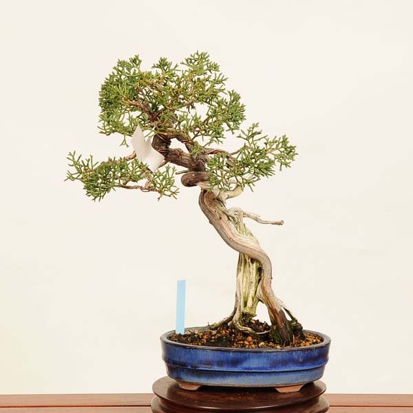 盆栽：特選糸魚川真柏 現品* しんぱく シンパク Sabina chinesis