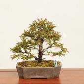 ߺϡ* Sugi bonsai ߺ