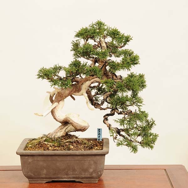 盆栽：特選糸魚川真柏 現品* しんぱく シンパク Sabina chinesis