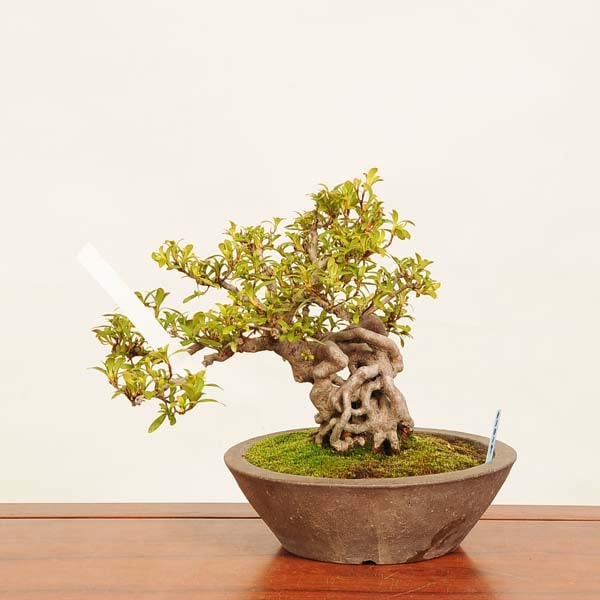 皐月盆栽 BONSAI さつき 皐月盆栽 皐月盆栽BONSAIさつき