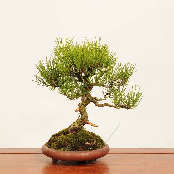 �ߺ� �����Ϲ���*������ ����ʪ�������ޤġ������ޥġ�Kuromatsu bonsai �����ߺ�