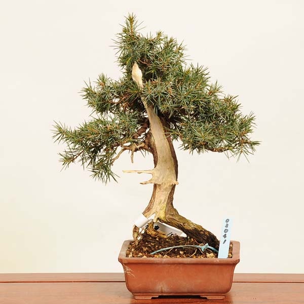�ߺϡ��ξ�(�Ȥ��礦)������*����ʪ���ȥ��祦 Juniperus rigida Tosyo bonsai�����ߺ�