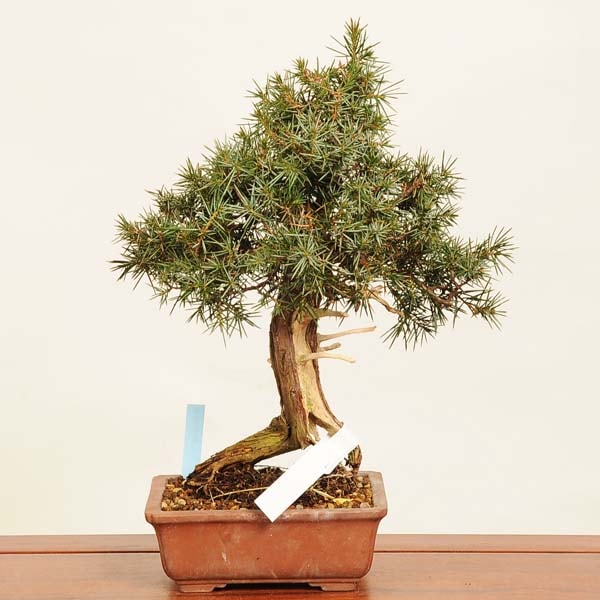 杜松盆栽 ミニ杜松の盆栽を販売｜盆栽妙 – 盆栽妙 本店