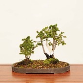 ߺϡȬ˼ܰо*  ʪ ޤ ޥ Ezomatsu bonsai ߺ
