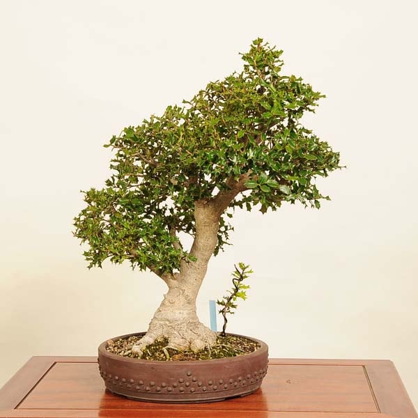 三河盆栽　ヒイラギ　盆栽 三河盆栽 ヒイラギ 盆栽 三河盆栽 ヒイラギ 盆栽 盆栽 姫ひいらぎ