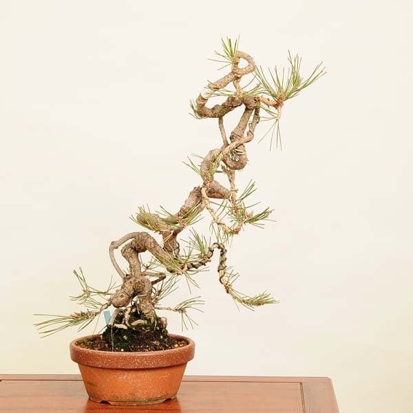 黒松盆栽 （中品） 黒松盆栽 中品盆栽樹齢27年 樹高約57cm 黒松