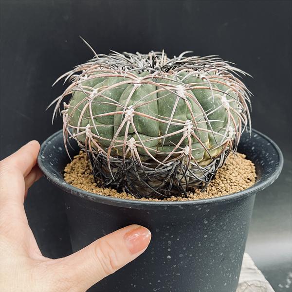 超特良！ギムノカリキウム 摩天竜x黒刺天平丸 実生 鉢ごと発送 サボテン サボテン：ギムノカリキウム 黒刺天平丸 実生*幅12cm 現品！一品限り