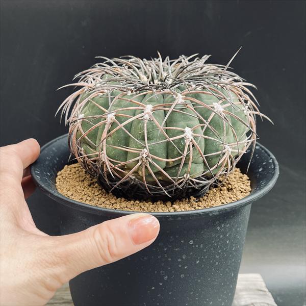 サボテン：ギムノカリキウム 黒刺天平丸 実生*幅12cm 現品！一品限り