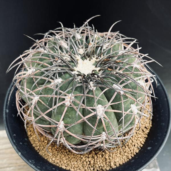 黒刺天平丸 ギムノカリキウム サボテン 魔天竜 サボテン:ギムノカリキウム 黒刺天平丸 実生*幅12cm 現品!一品