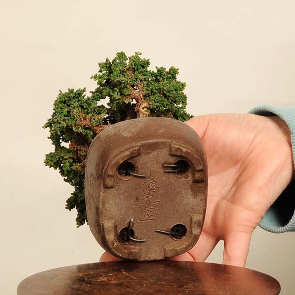 盆栽 特選：石化桧(ひのき) 鉢 壱光堂 現品 *一点物 ヒノキ