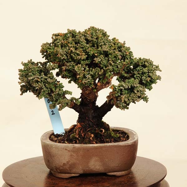 盆栽 特選：石化桧(ひのき) 鉢 壱光堂 現品 *一点物 ヒノキ