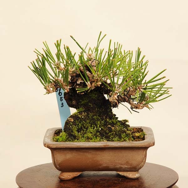 盆栽 特選：三河黒松* 現品 くろまつ クロマツ Kuromatsu bonsai 小品
