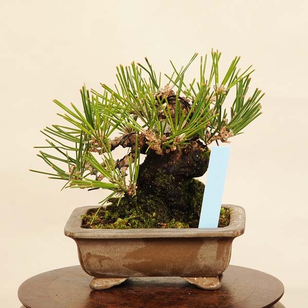 盆栽 特選：三河黒松* 現品 くろまつ クロマツ Kuromatsu bonsai 小品