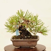 ߺ Ϲ(ȭ ή)*ʪ ޤġޥġKuromatsu bonsai ߺ
