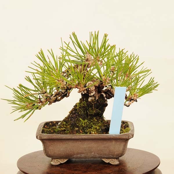 三河黒松　中品盆栽 000000018442_1_DAh4dxl.jpg