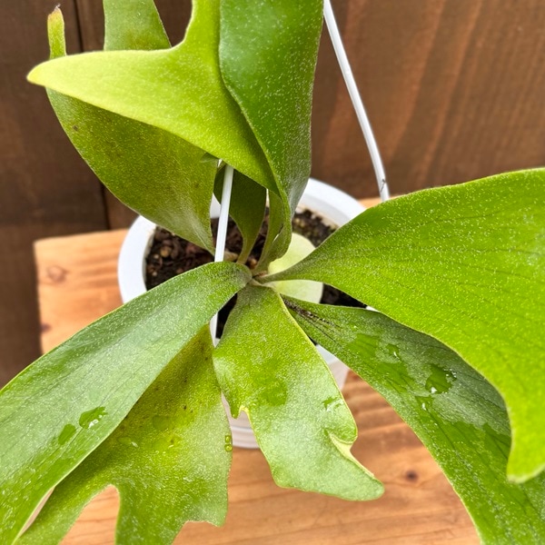 観葉植物：ビカクシダ コウモリラン アルキコルネ*4号吊り鉢