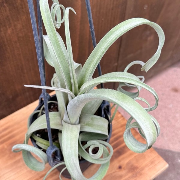 観葉植物：チランジア エアープランツ カーリースリム 吊り鉢*エア