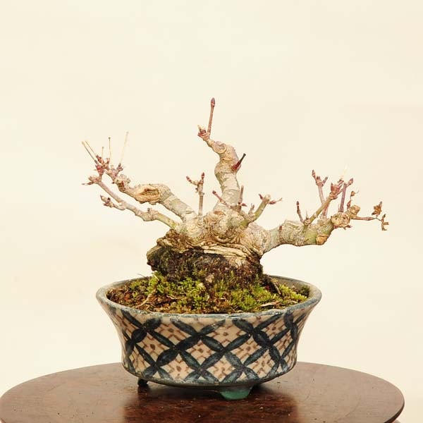 盆栽 特選：山紅葉 現品*一点物 山もみじ モミジ Momiji bonsai ミニ
