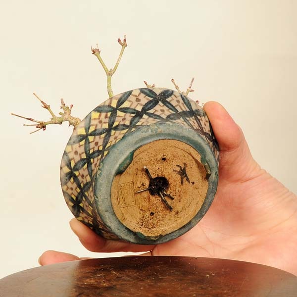 小品 山もみじ8 超ミニ優良素材 タケノコ状で座と動き良い幹、