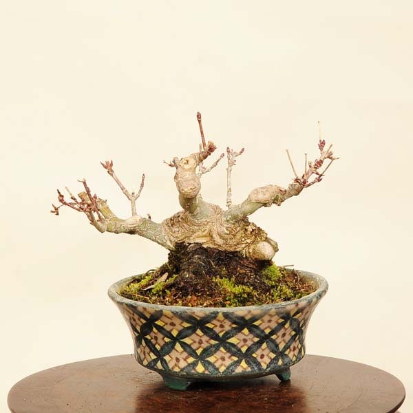 盆栽 特選：山紅葉 現品*一点物 山もみじ モミジ Momiji bonsai ミニ