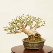 ߺ ޤ(ȭ Įľ)*ʪ ޥߡKomayumi bonsai Euonymus alatusߥߺ