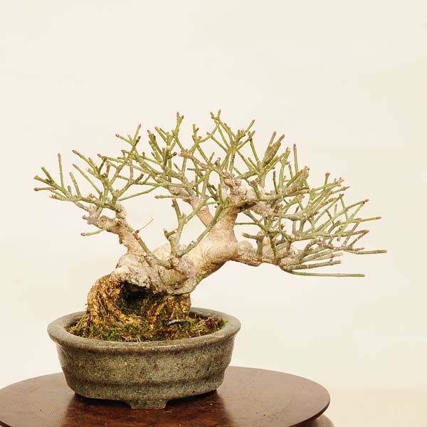 盆栽 特選：こまゆみ(鉢 町直)現品*一点物 コマユミ Komayumi bonsai