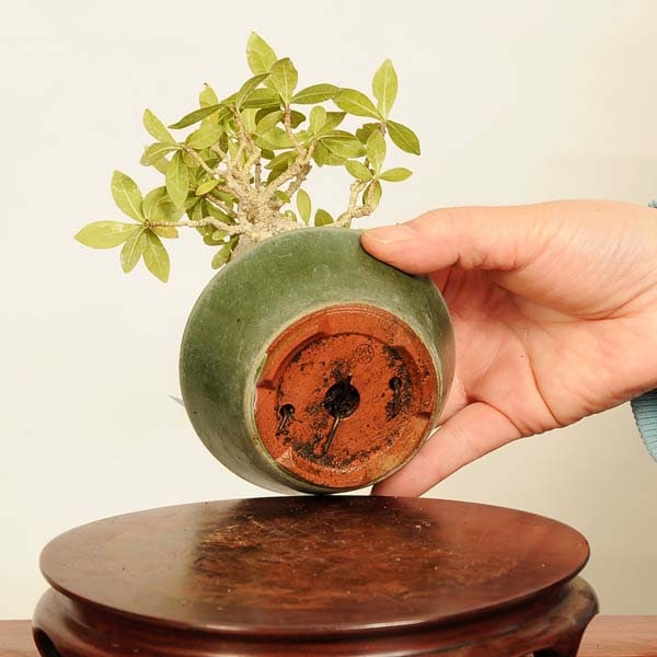 盆栽 特選：梔子(くちなし)鉢 英明 現品*一点物 クチナシ