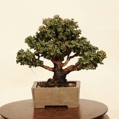 ߺ вɰ(ҤΤ)ȭ ̡̺ʡ*ʪ ҥΥChamaecyparisHinoki bonsai ߺ