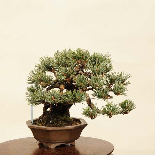 盆栽 特選：五葉松(鉢 流苑)* 一点物 現品 ごようまつ ゴヨウマツ