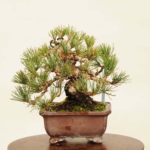 ߺ վ* ʪ 褦ޤġ襦ޥġGoyoumatsu bonsai ߺ