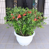 �������ڡ����ڡ��ڱ����ܥ�(��)*�ޤ�������¤�ꡡ��ŷ�����ʸ¤ꡪ�����⡧��65����� ��������緿����ȯ����