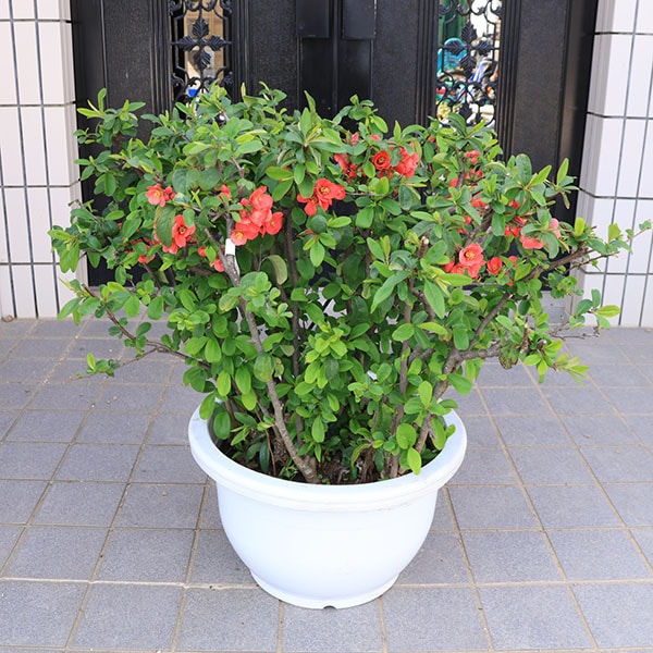 特選庭木・植木：木瓜 ボケ(舞妓)*まいこ 玉造り 梵天 現品限り！ 樹高 