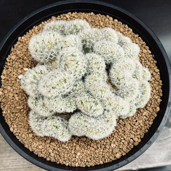 サボテン：マミラリア カルメナエ 綴化 自根*幅10cm 現品！一品限り