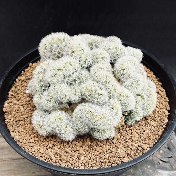 サボテン：マミラリア カルメナエ 綴化 自根*幅10cm 現品！一品限り