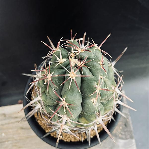 サボテン：テロカクタス 紅鷹*幅9cm 現品！一品限り | サボテン