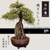 ߺϡ뻳ܥ(󤷤礦) 夬 դʿھȭ  ʪ*󥷥祦IsozansyoOsreomeles anthyllidifolia var. subrotundaߺ