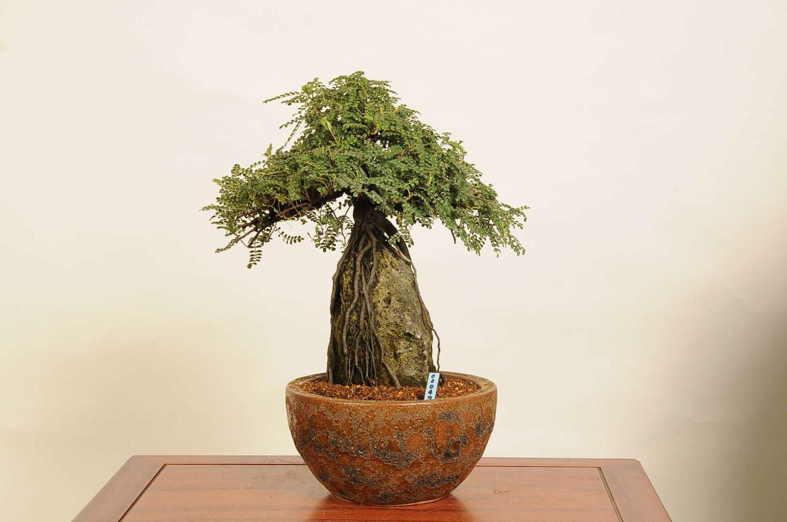 盆栽：磯山椒(いそざんしょう) 根上がり 石付き（モダン鉢） 現品 一点