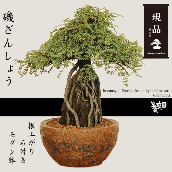 盆栽：磯山椒(いそざんしょう) 根上がり 石付き（モダン鉢