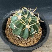 ܥƥ󡧥ۥޥե顡ȡ*M4.5