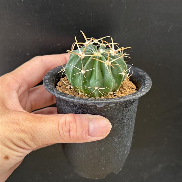 サボテン：ホマロケファラ 綾波*幅4.5cm ☆早川氏実生 | サボテン