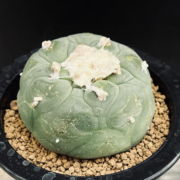 ���ܥƥ󡧥��ե��ե��顡BIG�϶䴧��*L  ��7���