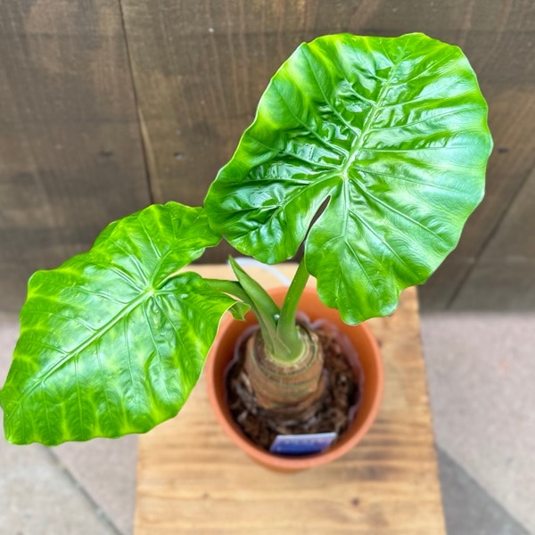 観葉植物：クワズイモ*4号プラポット | 観葉植物,ミディアムサイズ