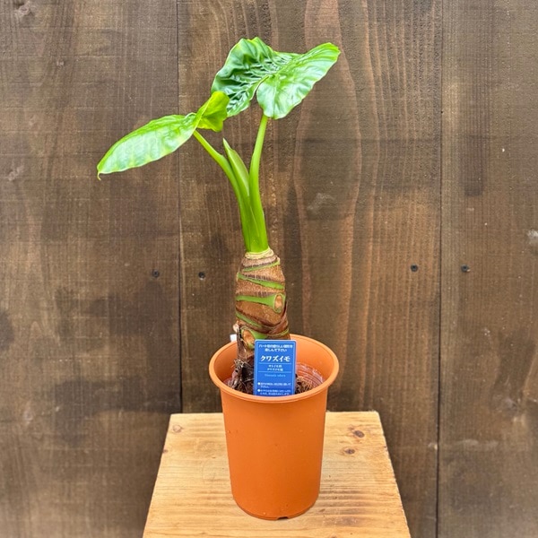 観葉植物：クワズイモ*4号プラポット | 観葉植物,ミディアム
