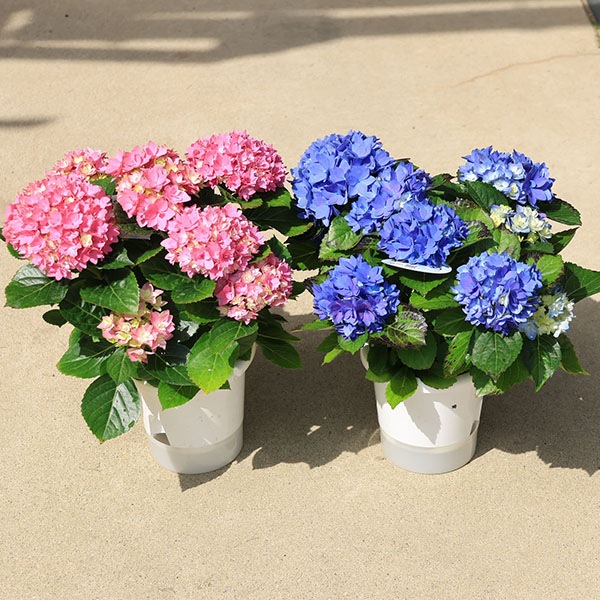 աȭ֡ġĤ*ֿ٤ޤ 5 ۲  бԲ