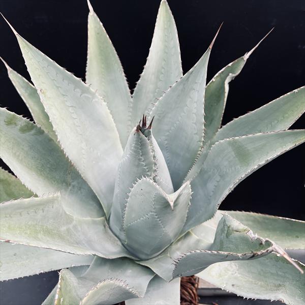 アガベ　オリザバ　斑入り　13センチ❗　① アガベ モンタナ ティファニー オルカ リップルエフェクト オリザバ