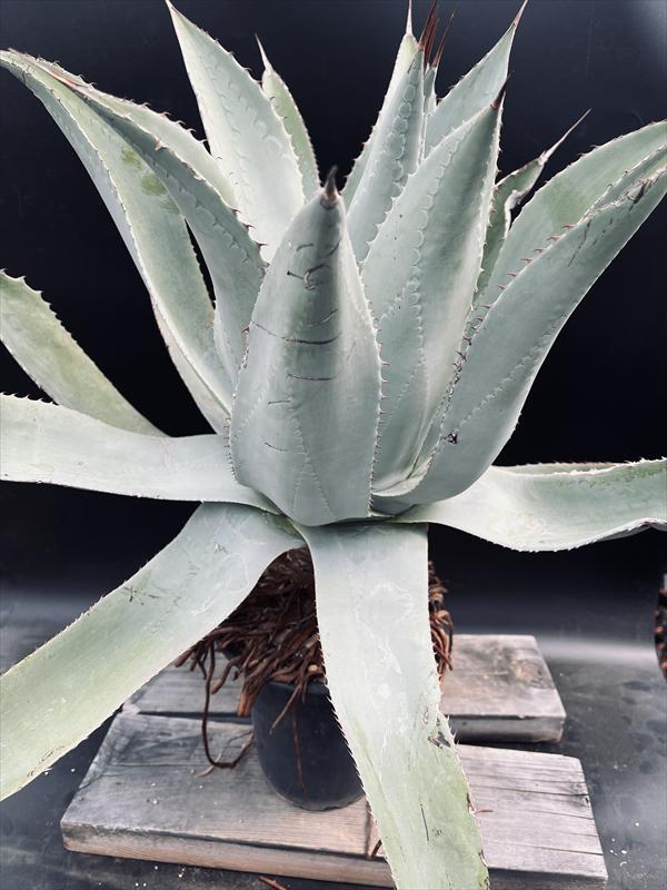 ☆特価☆多肉植物：アガベ 幹立ちナサビオラム*幅56cm 現品！一品